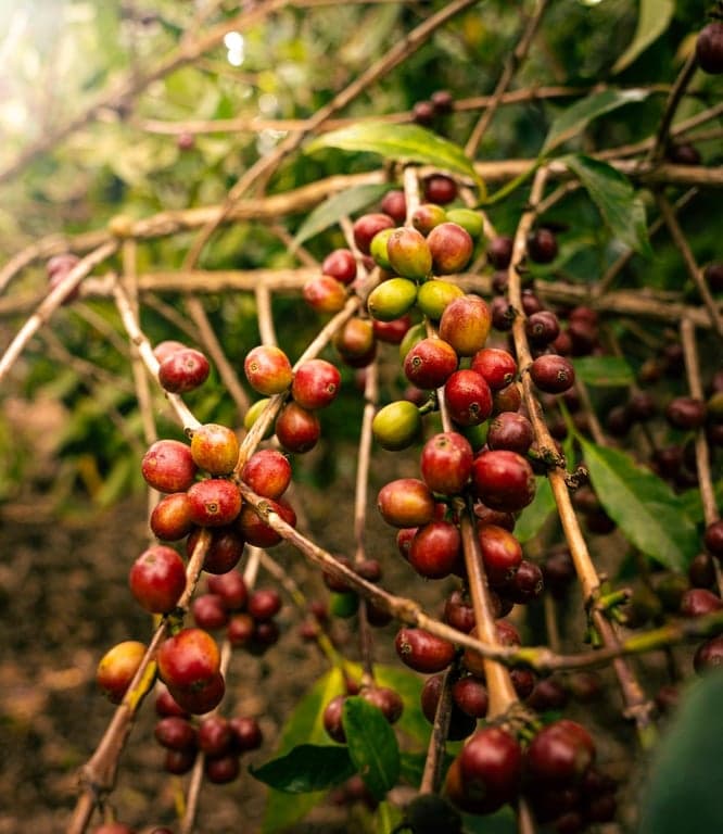 Teracon Coffee – Brand Documentary & Commercial Film